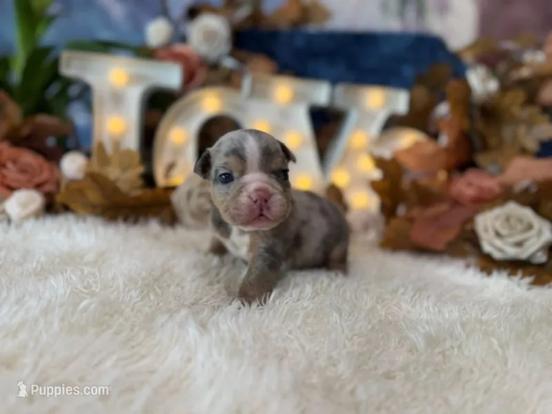 Delia – English Bulldog puppy for sale in Oologah, OK