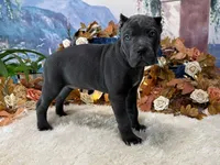 Paige, a female Cane Corso for sale in Oologah, OK – 2 of 6