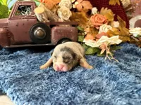 Delia, a female English Bulldog for sale in Oologah, OK – 5 of 5