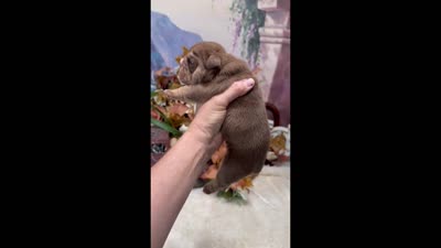 Cocoa, a female English Bulldog for sale in Oologah, OK – 5 of 5