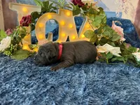 Paige, a female Cane Corso for sale in Oologah, OK – 2 of 8
