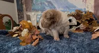 Bear, a male Chinese Shar-Pei for sale in Oologah, OK – 6 of 8