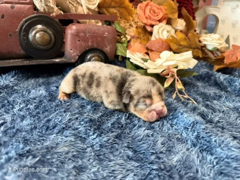 Delia – English Bulldog puppy for sale in Oologah, OK
