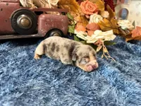 Delia, a female English Bulldog for sale in Oologah, OK – 1 of 5