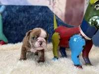 blue fawn boy, a male English Bulldog for sale in Oologah, OK – 4 of 6