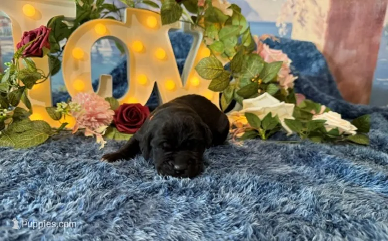 Olive – Cane Corso puppy for sale in Oologah, OK