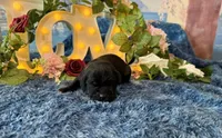 Olive, a female Cane Corso for sale in Oologah, OK – 1 of 8