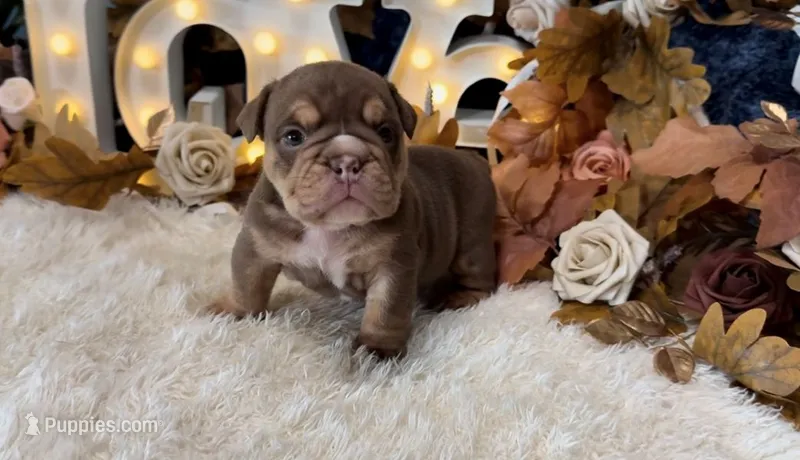 Cocoa – English Bulldog puppy for sale in Oologah, OK