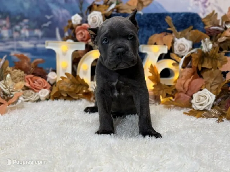 Presley – Cane Corso puppy for sale in Oologah, OK
