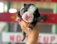 Betty, a female English Bulldog for sale in Oologah, OK – 2 of 8