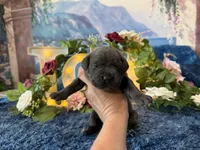 Presley, a female Cane Corso for sale in Oologah, OK – 5 of 8