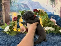 Paige, a female Cane Corso for sale in Oologah, OK – 3 of 8