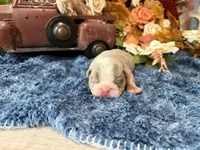 Lola, a female English Bulldog for sale in Oologah, OK – 3 of 6