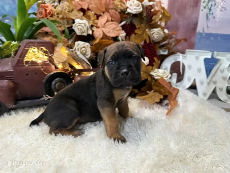 Grace – Cane Corso puppy for sale in Oologah, OK