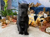 Paige, a female Cane Corso for sale in Oologah, OK – 3 of 6