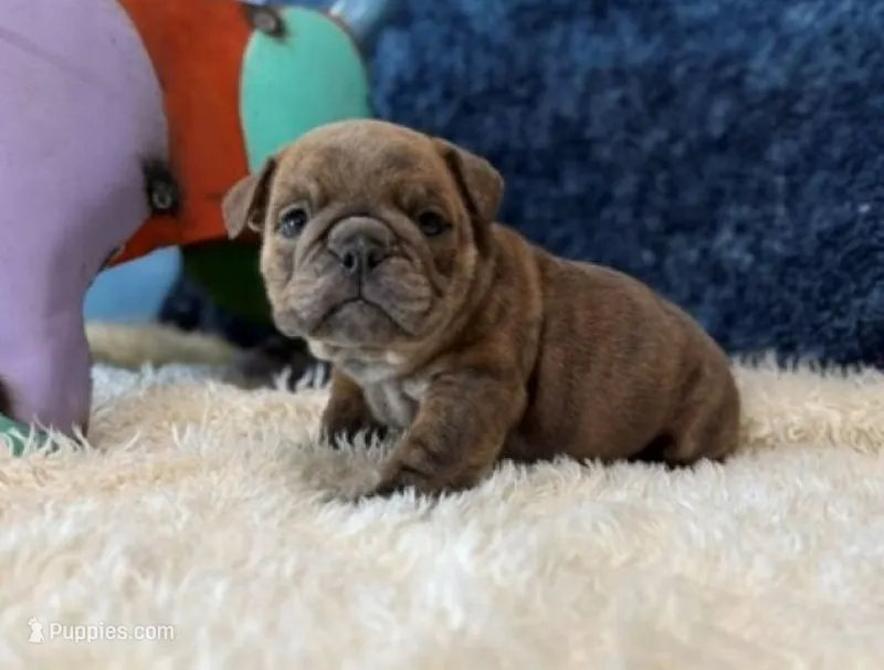 blueberry – English Bulldog puppy for sale in Oologah, OK