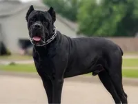 Bruno, a male Cane Corso for sale in Oologah, OK – 6 of 8