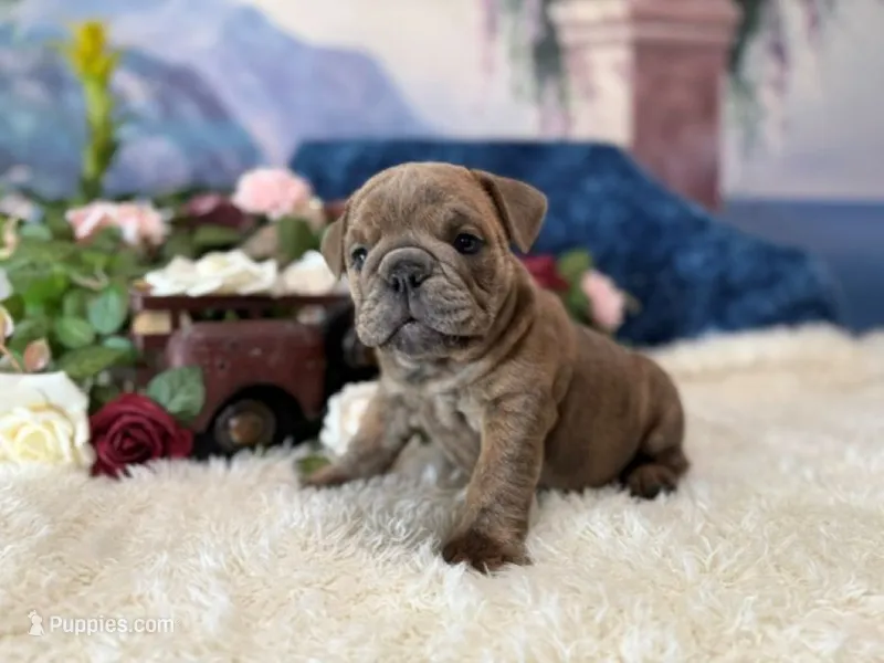 blueberry – English Bulldog puppy for sale in Oologah, OK
