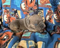 blueberry, a female English Bulldog for sale in Oologah, OK – 3 of 5