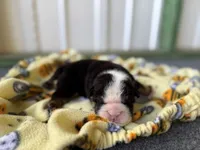 Betty, a female English Bulldog for sale in Oologah, OK – 4 of 8