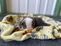 Loretta, a female English Bulldog for sale in Oologah, OK – 4 of 8