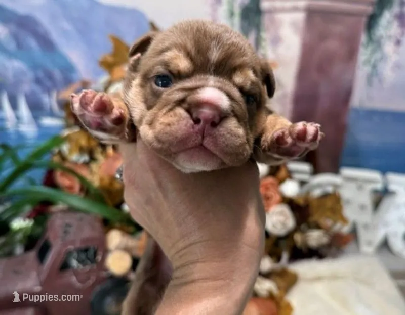 chocolate tri – English Bulldog puppy for sale in Oologah, OK
