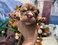 Cocoa, a female English Bulldog for sale in Oologah, OK – 1 of 5