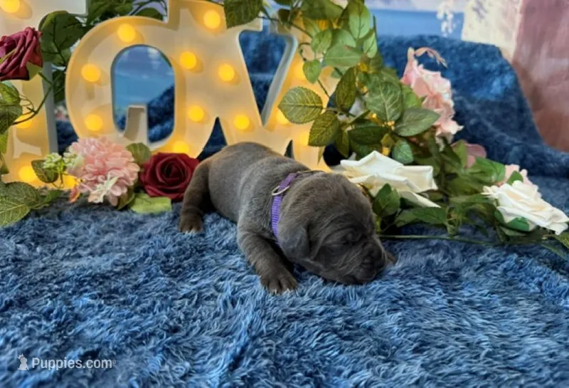 Presley – Cane Corso puppy for sale in Oologah, OK