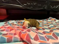 Ollie, a male English Bulldog for sale in Oologah, OK – 2 of 6