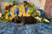 Grace, a female Cane Corso for sale in Oologah, OK – 4 of 9