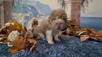 Bear, a male Chinese Shar-Pei for sale in Oologah, OK – 3 of 8