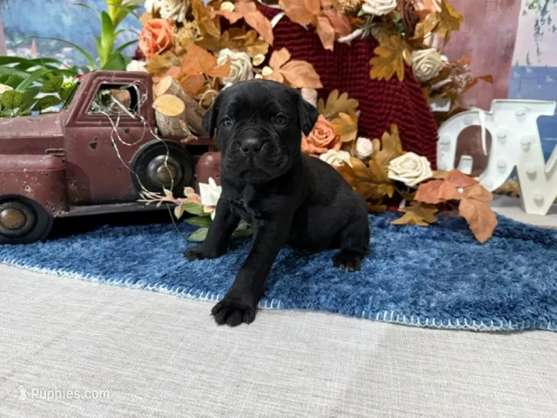 Bruno – Cane Corso puppy for sale in Oologah, OK