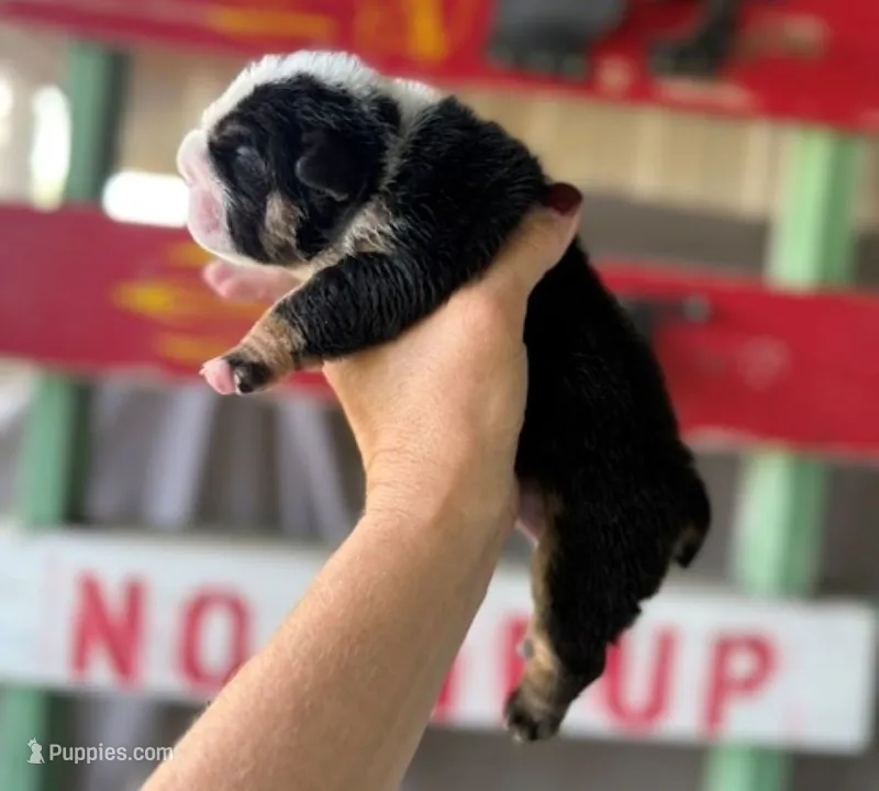 Betty – English Bulldog puppy for sale in Oologah, OK