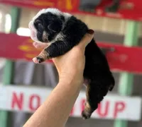 Betty, a female English Bulldog for sale in Oologah, OK – 1 of 8
