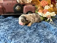 Delia, a female English Bulldog for sale in Oologah, OK – 4 of 5