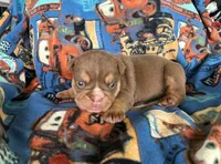 Cocoa, a female English Bulldog for sale in Oologah, OK – 3 of 5