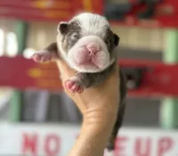 Loretta, a female English Bulldog for sale in Oologah, OK – 2 of 8