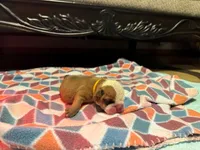Ollie, a male English Bulldog for sale in Oologah, OK – 3 of 6