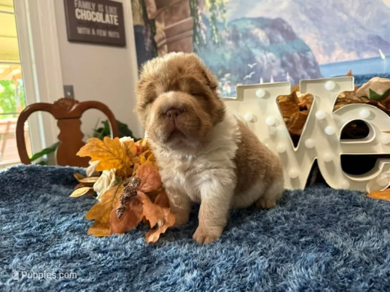Bear – Chinese Shar-Pei puppy for sale in Oologah, OK