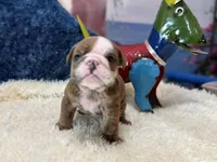 blue fawn boy, a male English Bulldog for sale in Oologah, OK – 2 of 6