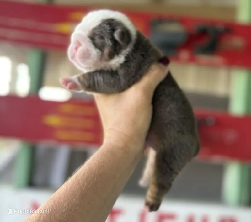 Loretta – English Bulldog puppy for sale in Oologah, OK