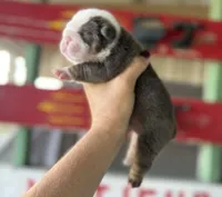Loretta, a female English Bulldog for sale in Oologah, OK – 1 of 8