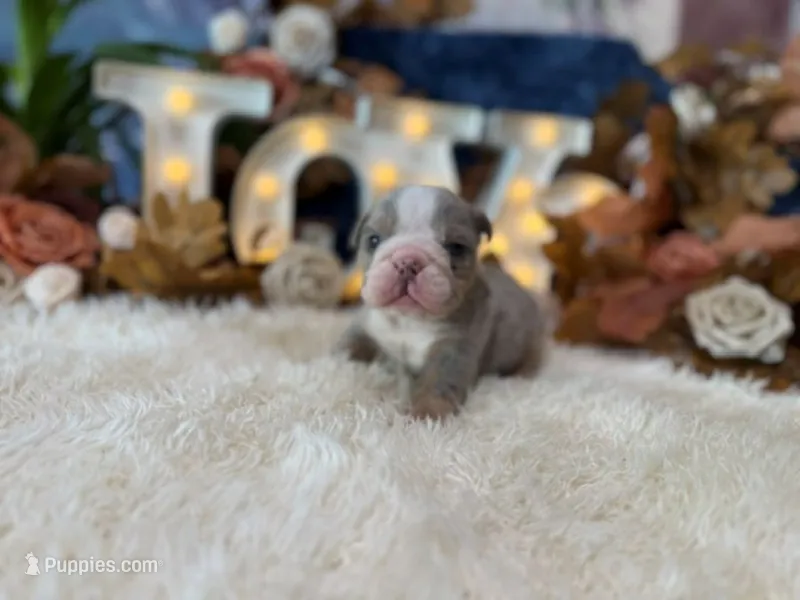 Lola – English Bulldog puppy for sale in Oologah, OK