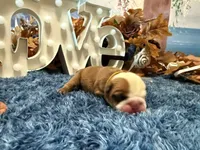 Ollie, a male English Bulldog for sale in Oologah, OK – 1 of 6