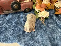 Lola, a female English Bulldog for sale in Oologah, OK – 6 of 6