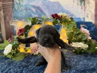 Paige, a female Cane Corso for sale in Oologah, OK – 5 of 8