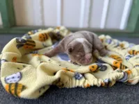Lilly, a female English Bulldog for sale in Oologah, OK – 6 of 8