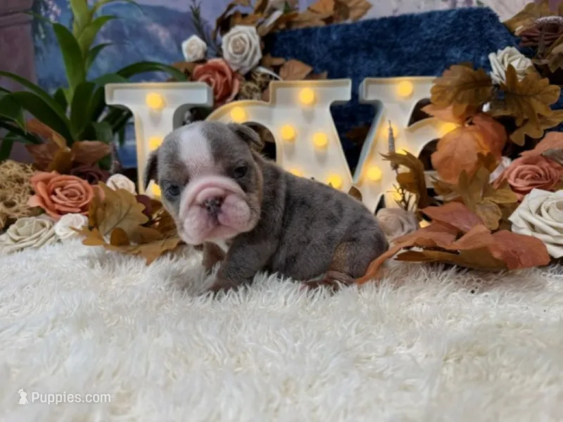 Lola – English Bulldog puppy for sale in Oologah, OK