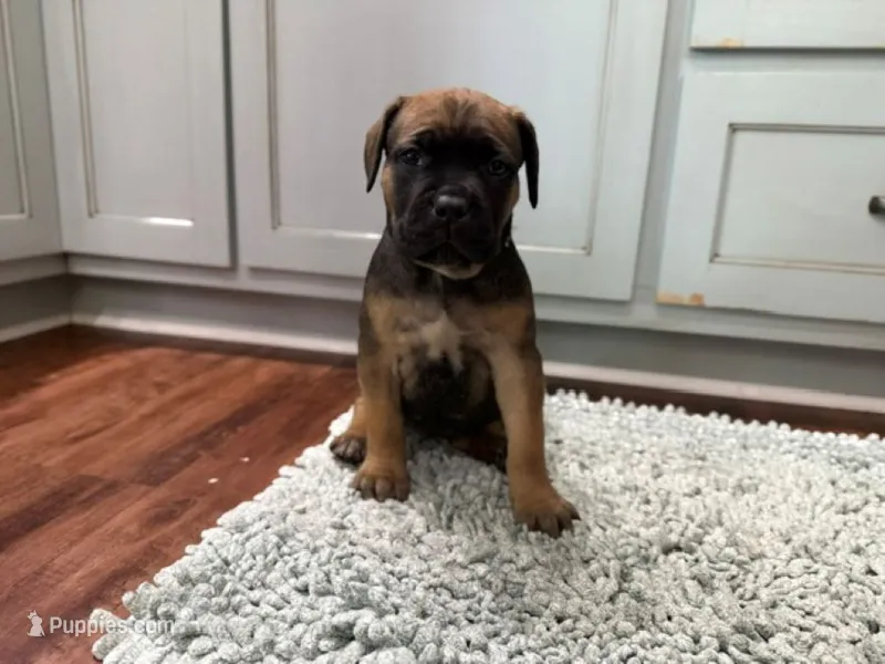 Grace – Cane Corso puppy for sale in Oologah, OK