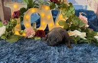 Presley, a female Cane Corso for sale in Oologah, OK – 2 of 8
